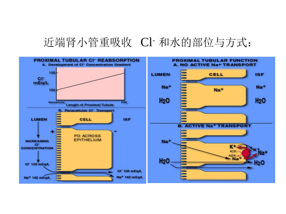 生理学：肾脏生理：2003年肾脏教案3[共9页]_第3页