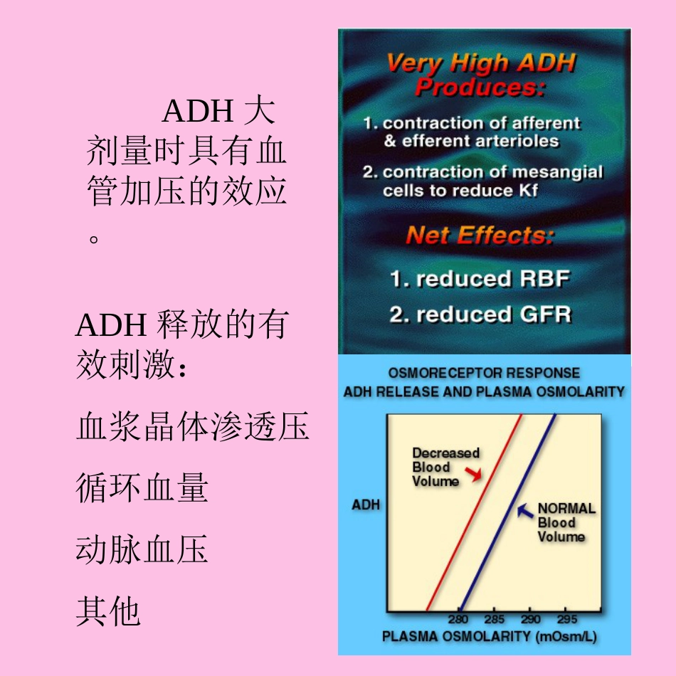 生理学：肾脏生理肾脏教案7_第2页