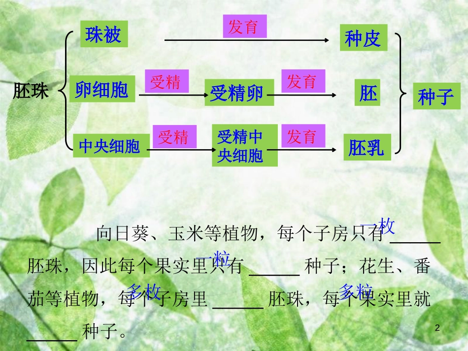 八年级生物上册 4.1.4《种子的萌发》优质课件2 （新版）济南版_第2页