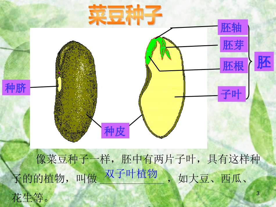 八年级生物上册 4.1.4《种子的萌发》优质课件2 （新版）济南版_第3页