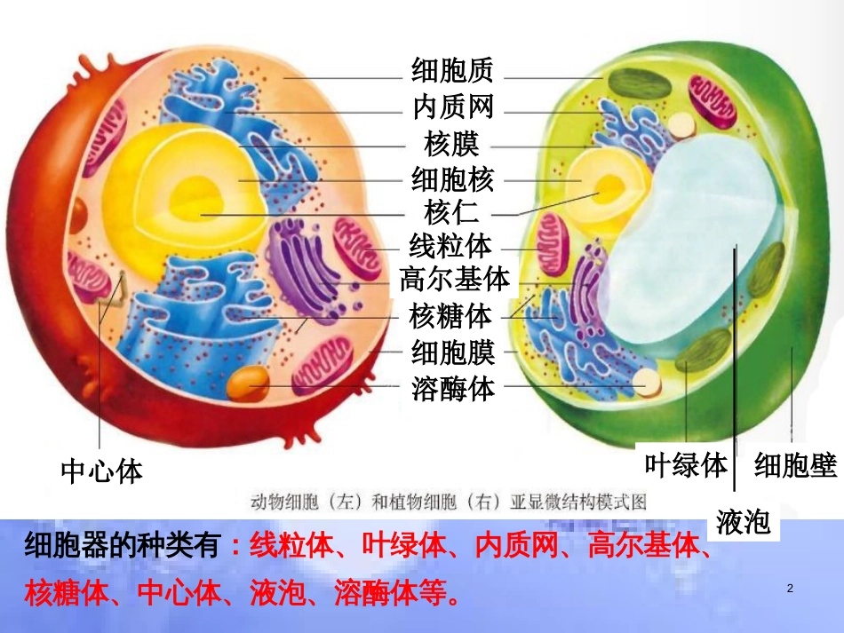高中生物 第三章 细胞的基本结构 3.2 细胞器-系统内的分工合作课件2 新人教版必修1_第2页