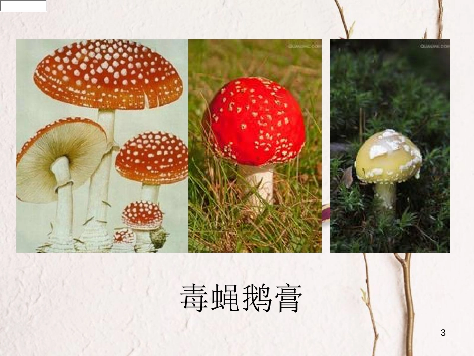 六年级科学上册 2.3 饮食与健康课件2 湘教版[共16页]_第3页