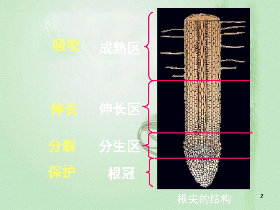 八年级生物上册 第2章 第2节 根对水分的吸收优质课件3 （新版）冀教版_第2页