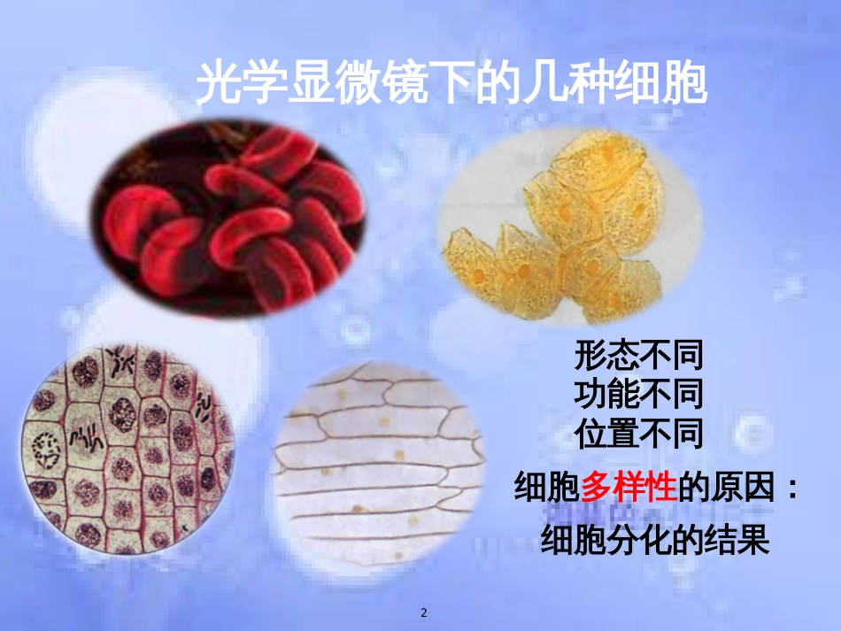 福建省寿宁县高中生物 第一章 细胞的多样性和统一性课件 新人教版必修1_第2页