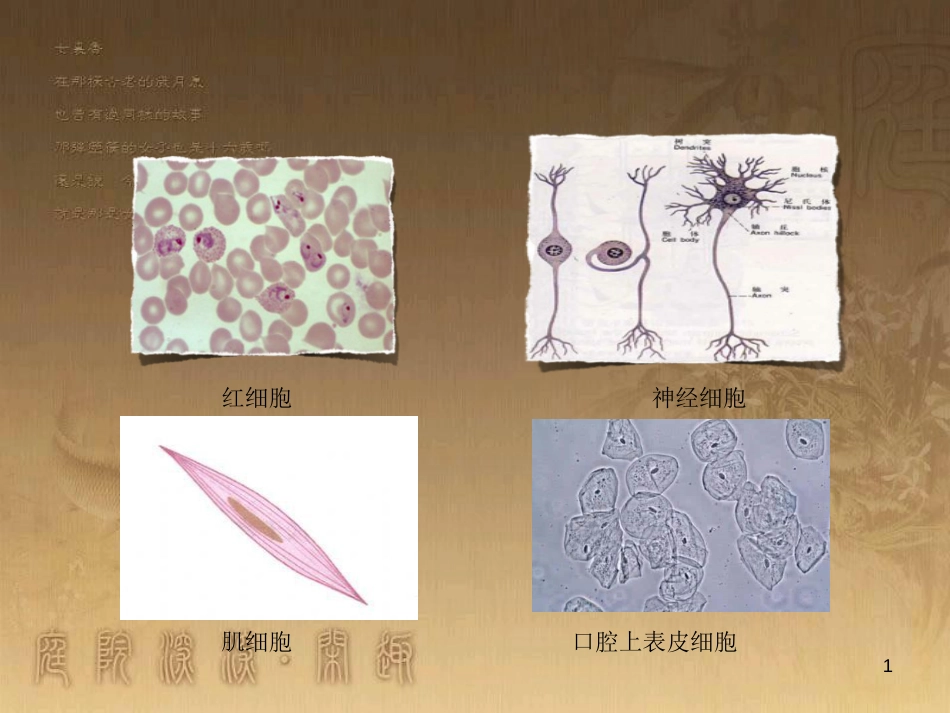 高中生物 专题1.2 细胞的多样性和统一性优质课件 新人教版必修1_第1页