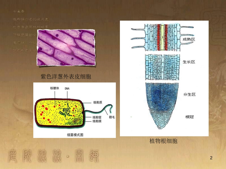 高中生物 专题1.2 细胞的多样性和统一性优质课件 新人教版必修1_第2页