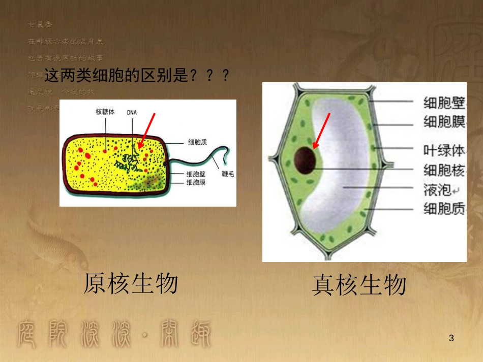 高中生物 专题1.2 细胞的多样性和统一性优质课件 新人教版必修1_第3页