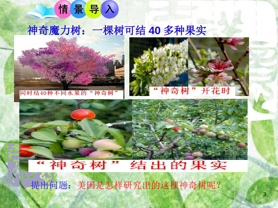 八年级生物上册 4.1.7《植物的营养生殖》优质课件1 （新版）济南版_第3页