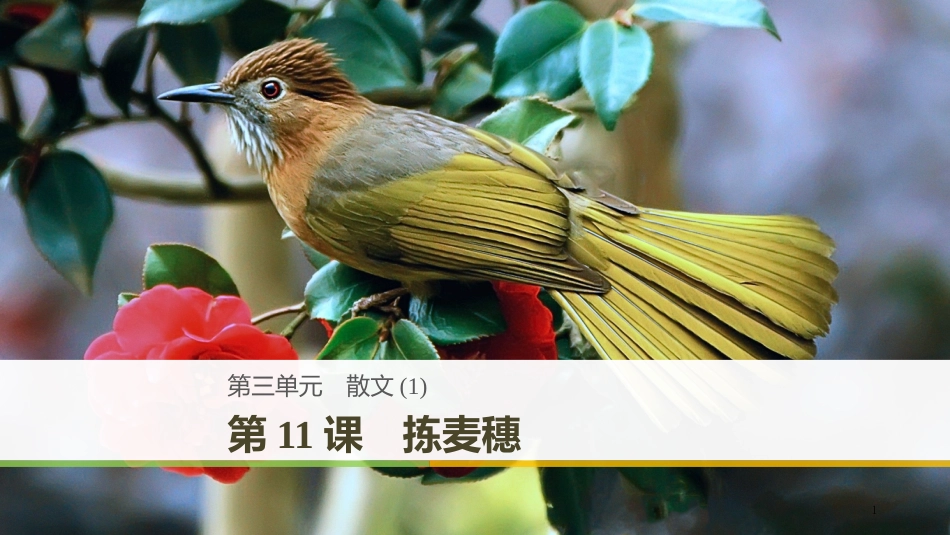 高中语文 第三单元 散文 第11课 拣麦穗优质课件 粤教版必修1_第1页