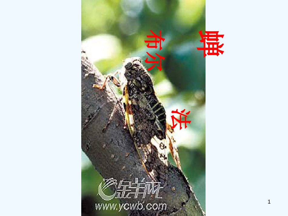 （河南专版）八年级语文上册 第五单元 19蝉优质课件 新人教版_第1页