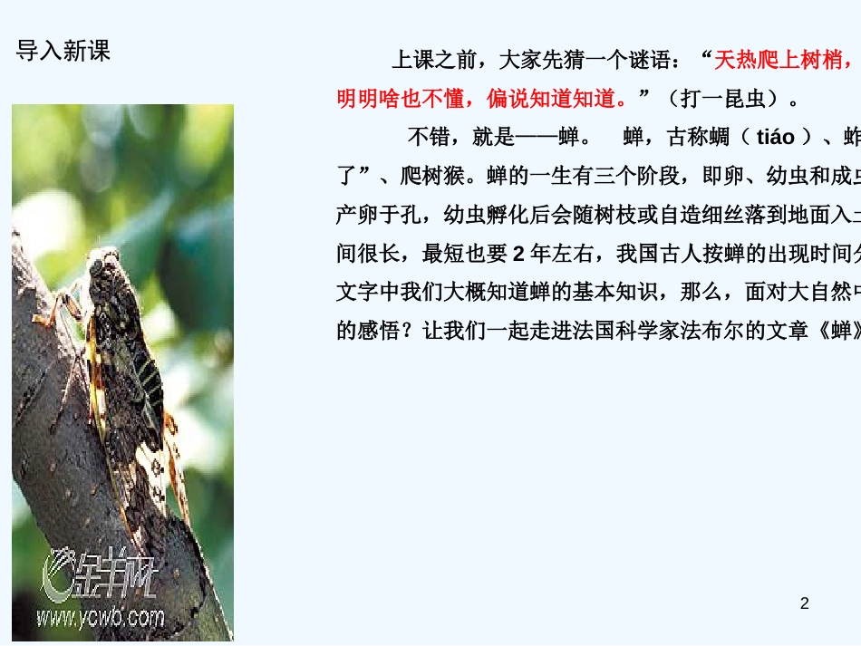 （河南专版）八年级语文上册 第五单元 19蝉优质课件 新人教版_第2页