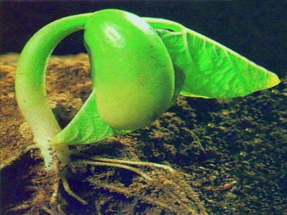 八年级生物上册 第三单元 第二章 第一节根的生长优质课件 （新版）冀教版_第1页