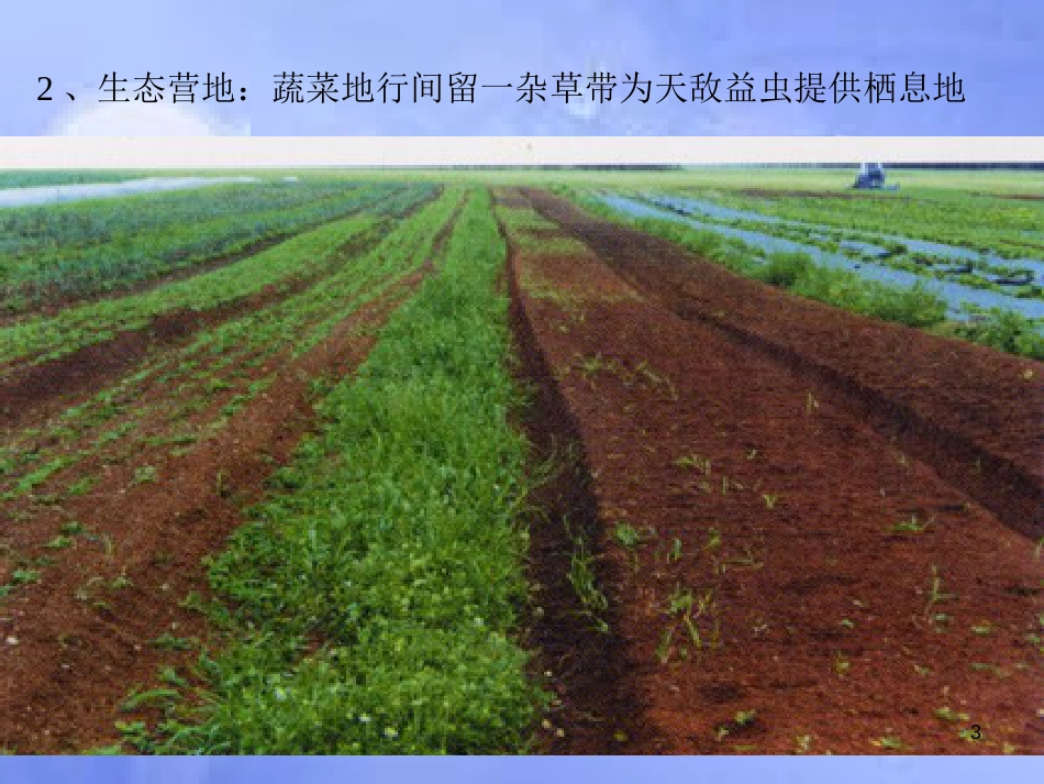 高中生物 第五章 生态工程 5.2 生态工程在农业中的应用课件 浙科版选修3_第3页