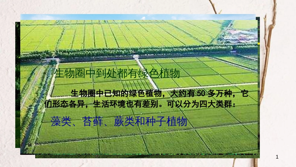 七年级生物上册 第三单元 第一章 第一节《藻类、苔藓和蕨类植物》课件 （新版）新人教版[共24页]_第1页