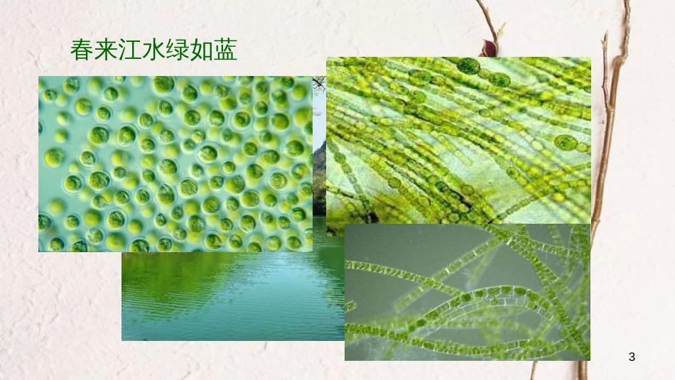 七年级生物上册 第三单元 第一章 第一节《藻类、苔藓和蕨类植物》课件 （新版）新人教版[共24页]_第3页
