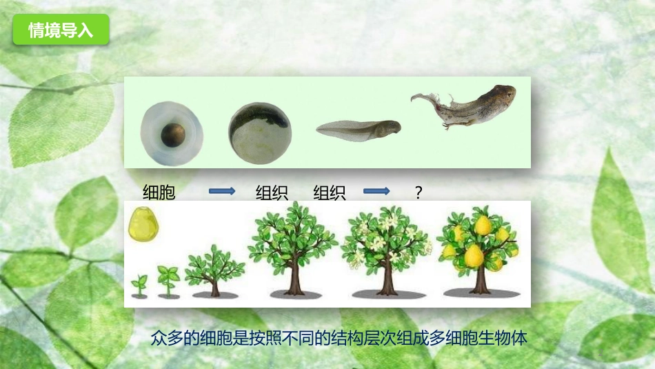 七年级生物上册 1.2.3 多细胞生物体的结构层次优质课件 （新版）济南版_第2页