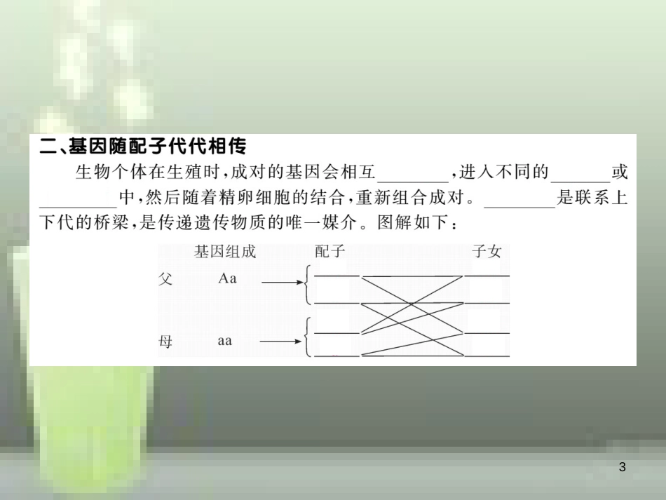 八年级生物上册 6.20.3 性状遗传有一定的规律性优质课件 （新版）北师大版_第3页