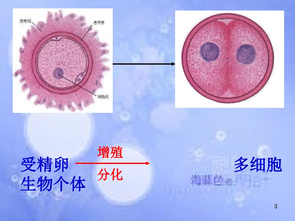 高中生物 第四章 细胞的增殖与分化 4.1 细胞的增殖课件 浙科版必修1_第3页