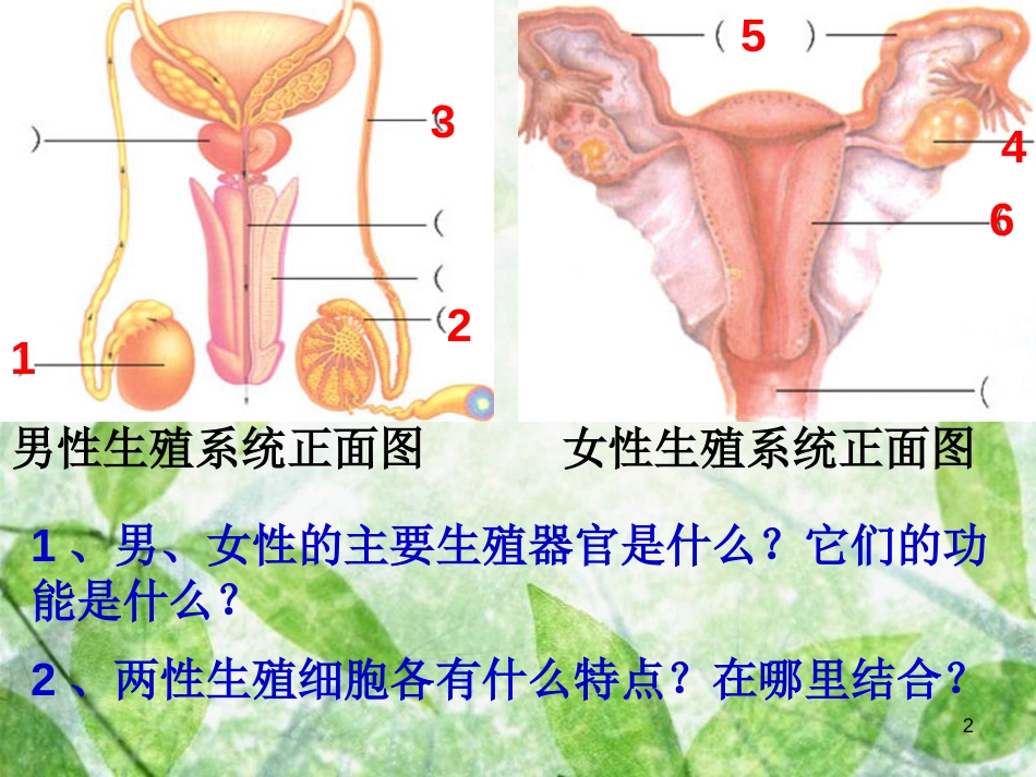 八年级生物上册 4.3.1《婴儿的诞生》优质课件2 （新版）济南版_第2页