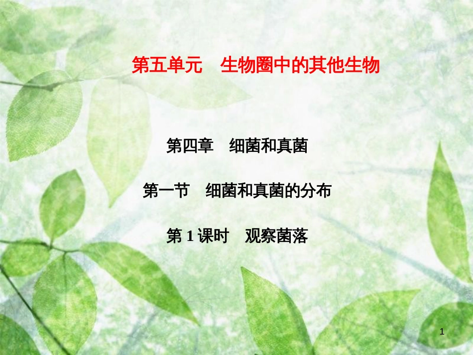 八年级生物上册 第5单元 第4章 第1节 细菌和真菌的分布（第1课时 观察菌落）习题优质课件 （新版）新人教版_第1页