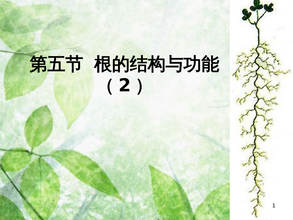 八年级生物上册 4.1.5《根的结构与功能》优质课件3 （新版）济南版_第1页