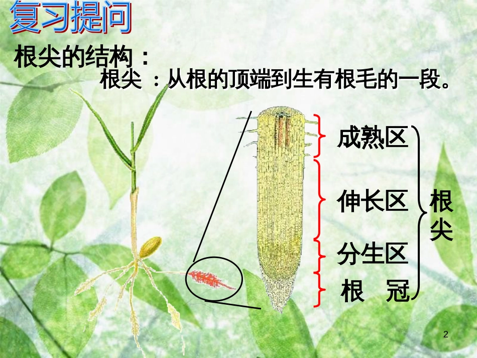 八年级生物上册 4.1.5《根的结构与功能》优质课件3 （新版）济南版_第2页