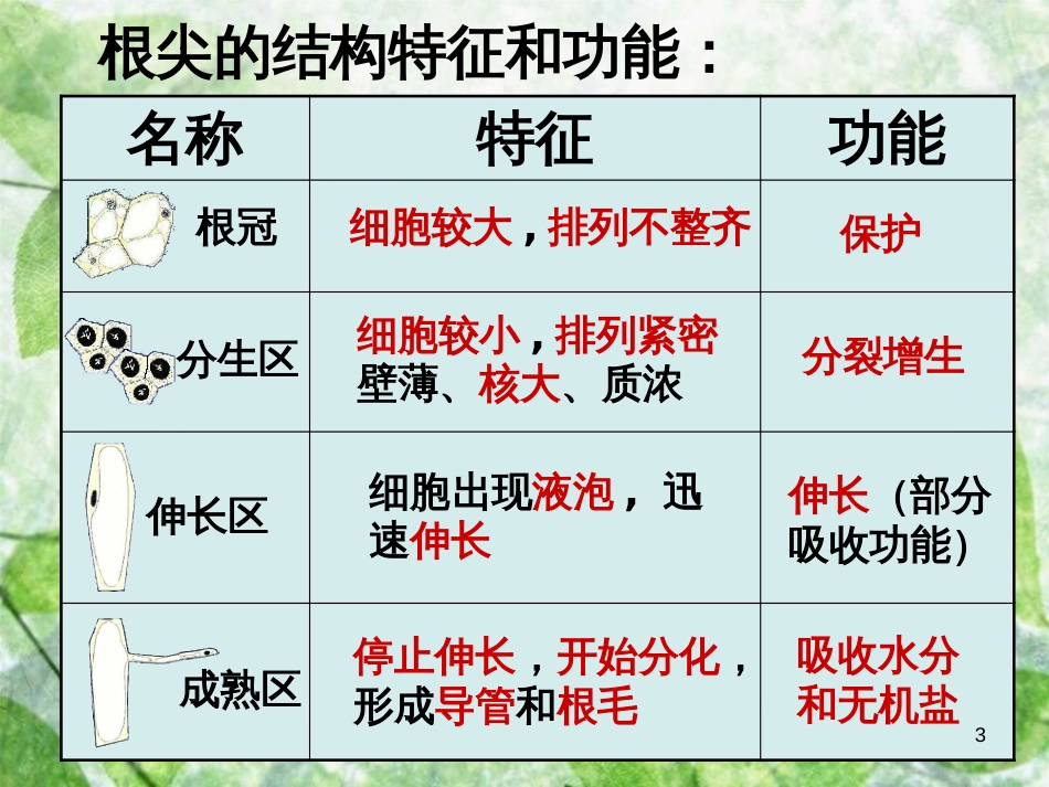 八年级生物上册 4.1.5《根的结构与功能》优质课件3 （新版）济南版_第3页