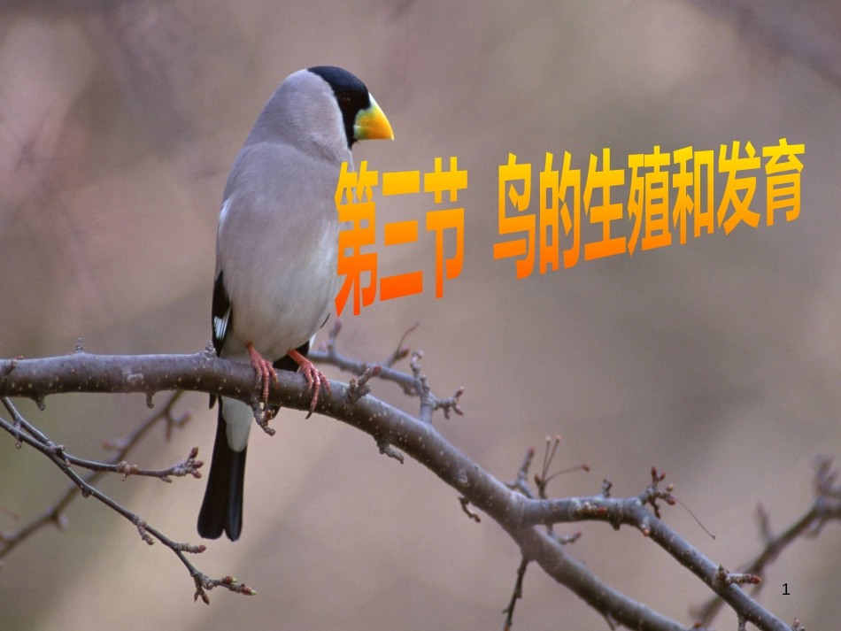 八年级生物上册 第四单元 第二章 第三节 鸟的生殖和发育优质课件 （新版）济南版_第1页