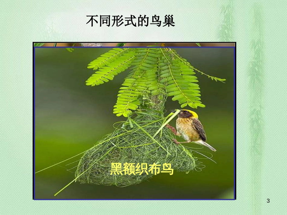 八年级生物上册 第四单元 第二章 第三节 鸟的生殖和发育优质课件 （新版）济南版_第3页