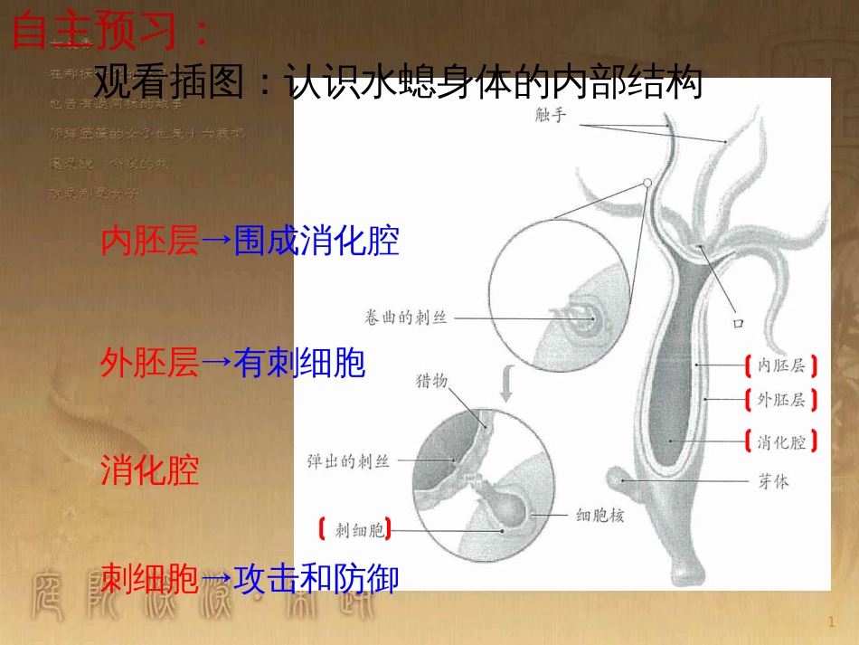 八年级生物上册 5.1.1腔肠动物和扁形动物优质课件 （新版）新人教版_第1页