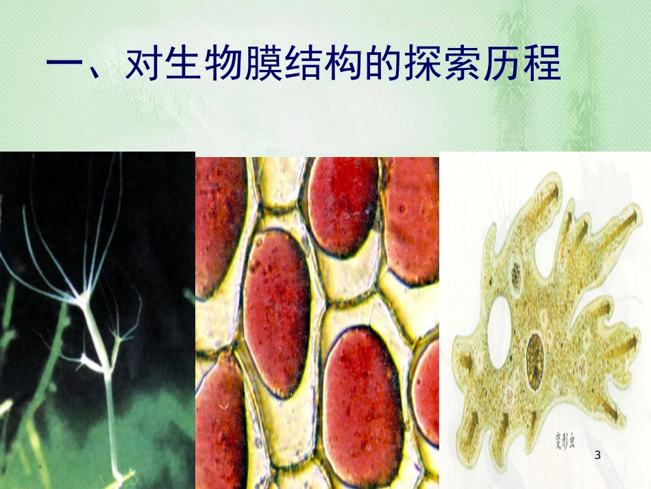 高中生物 专题4.2 生物膜的流动镶嵌模型同步优质课件 新人教版必修1_第3页