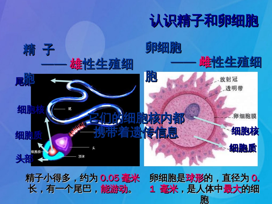 七年级科学下册 1.1《新生命的诞生》（第1课时）课件 浙教版_第2页