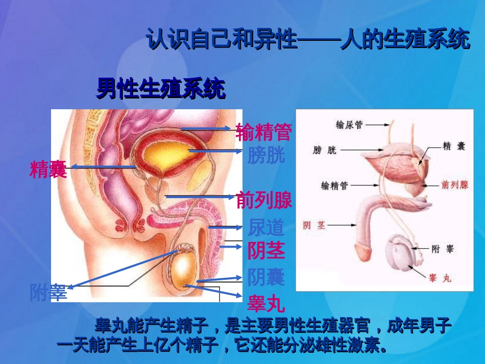 七年级科学下册 1.1《新生命的诞生》（第1课时）课件 浙教版_第3页