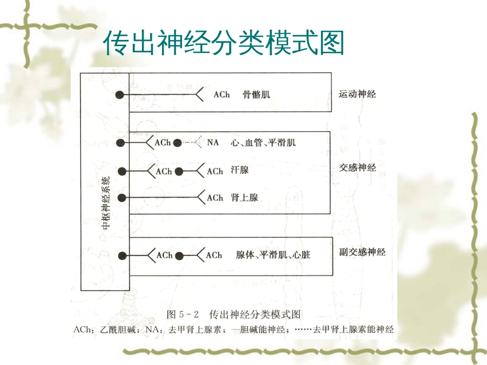 外周神经系统药理[共14页]_第3页