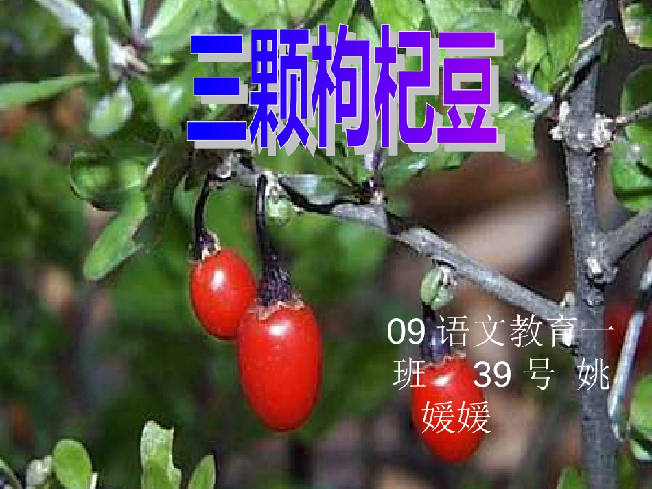七年级语文下册第七课《三颗枸杞豆》课件0_第1页