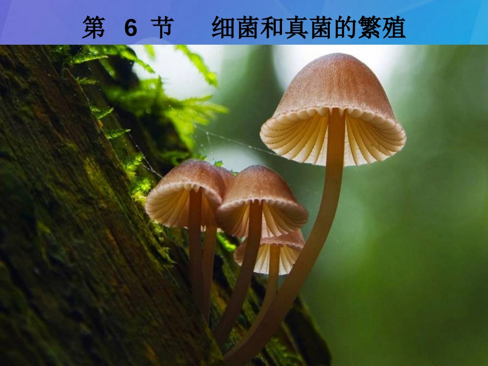 七年级科学下册 1.6《细菌和真菌的繁殖》课件1 浙教版_第1页