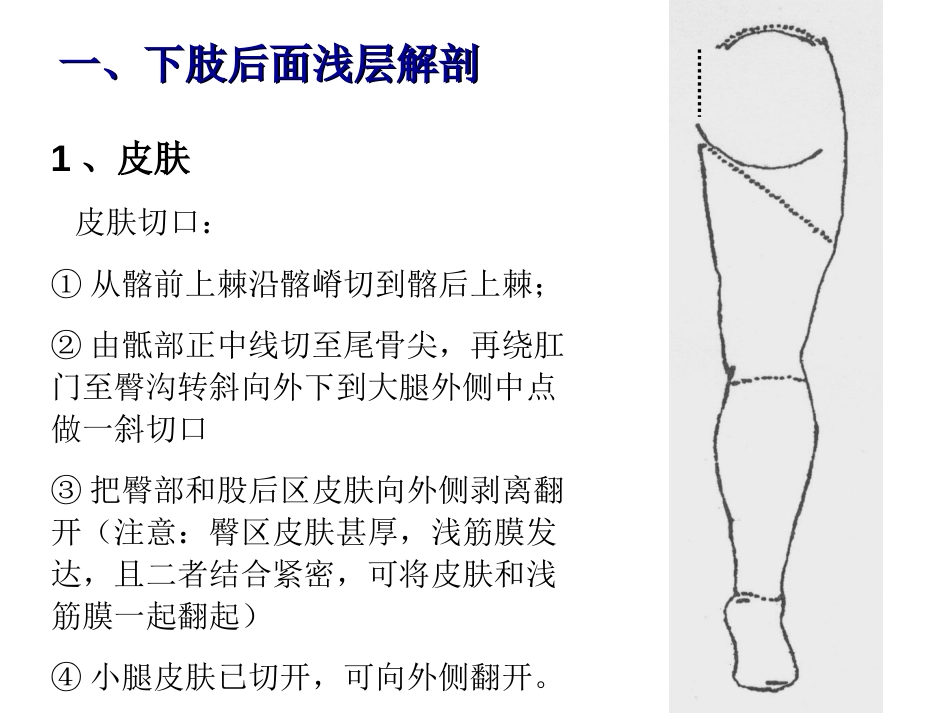 6下肢后面[共20页]_第2页