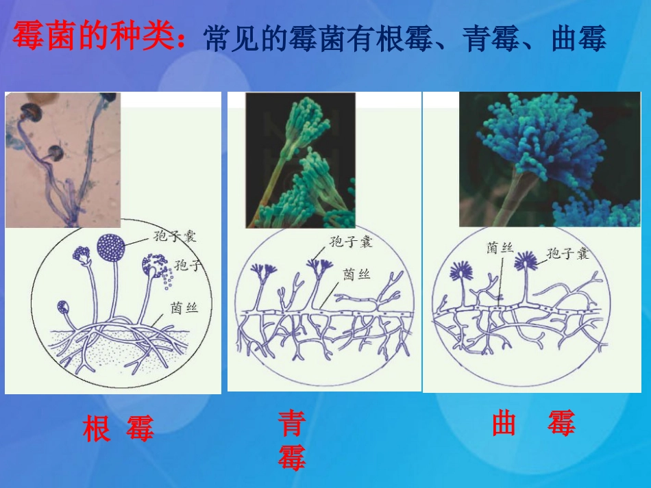 七年级科学下册 1.6《细菌和真菌的繁殖》课件6 浙教版_第3页