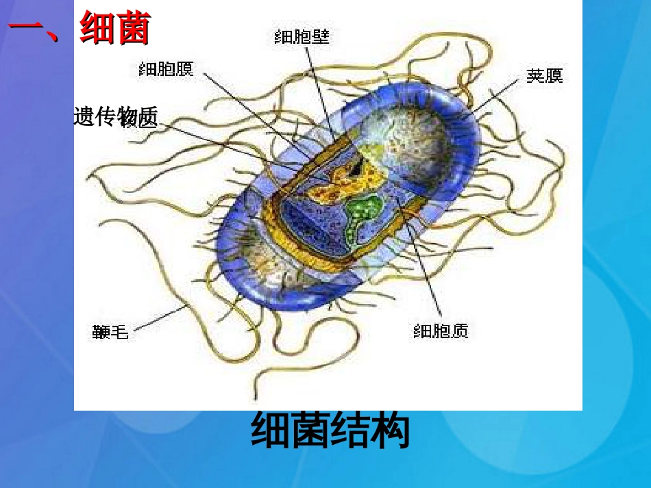 七年级科学下册 1.6《细菌和真菌的繁殖》课件5 浙教版_第2页