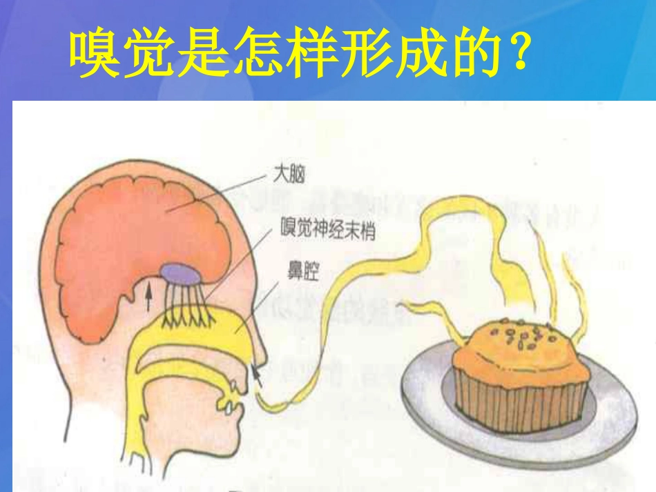 七年级科学下册 2.1《感觉世界》课件1 浙教版_第3页