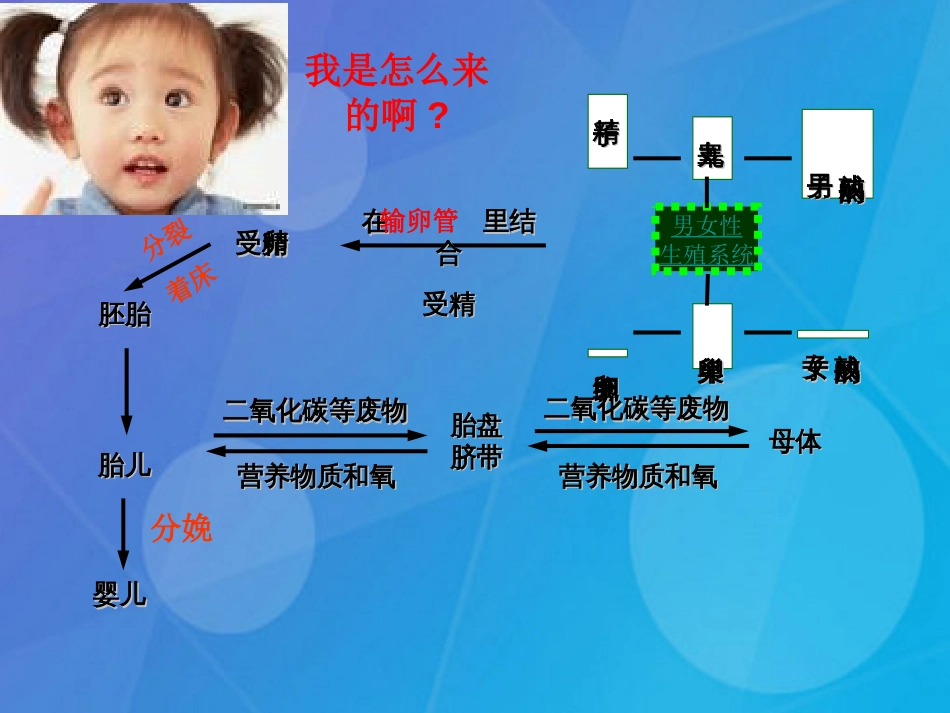 七年级科学下册 第一章《代代相传的生命》复习课件 浙教版_第3页