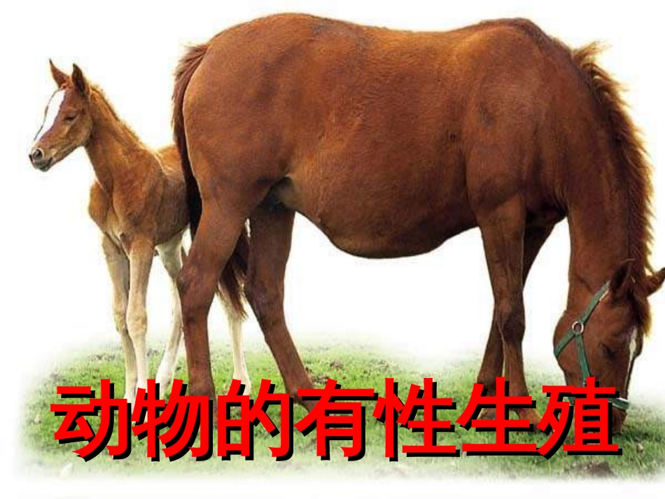 七年级科学下册 6.1《动物的生殖和发育》课件2 （新版）华东师大版_第1页