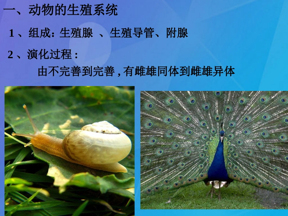 七年级科学下册 6.1《动物的生殖和发育》课件2 （新版）华东师大版_第2页