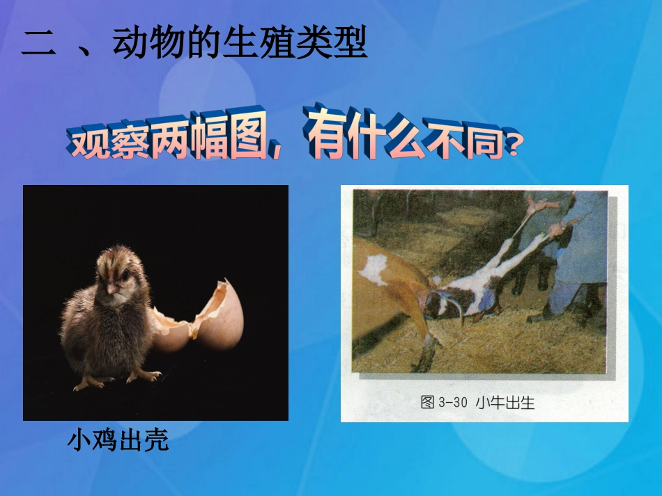 七年级科学下册 6.1《动物的生殖和发育》课件2 （新版）华东师大版_第3页