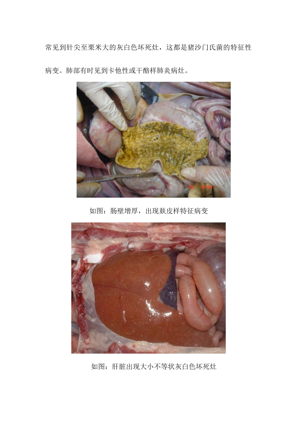一例慢性型仔猪副伤寒解剖病例_第3页