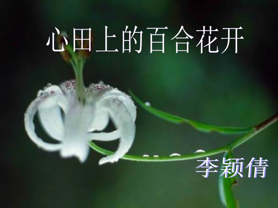 初三语文上册《心田上的百合花开》_第2页