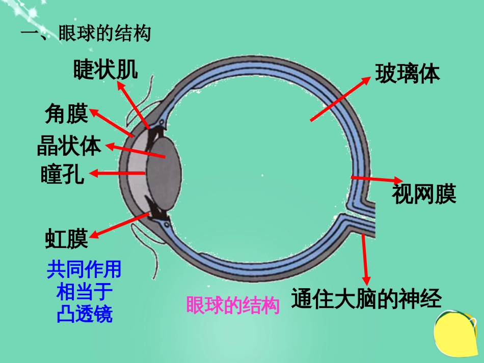 八年级物理上册 5.4 眼睛和眼镜课件 （新版）新人教版[共28页]_第3页