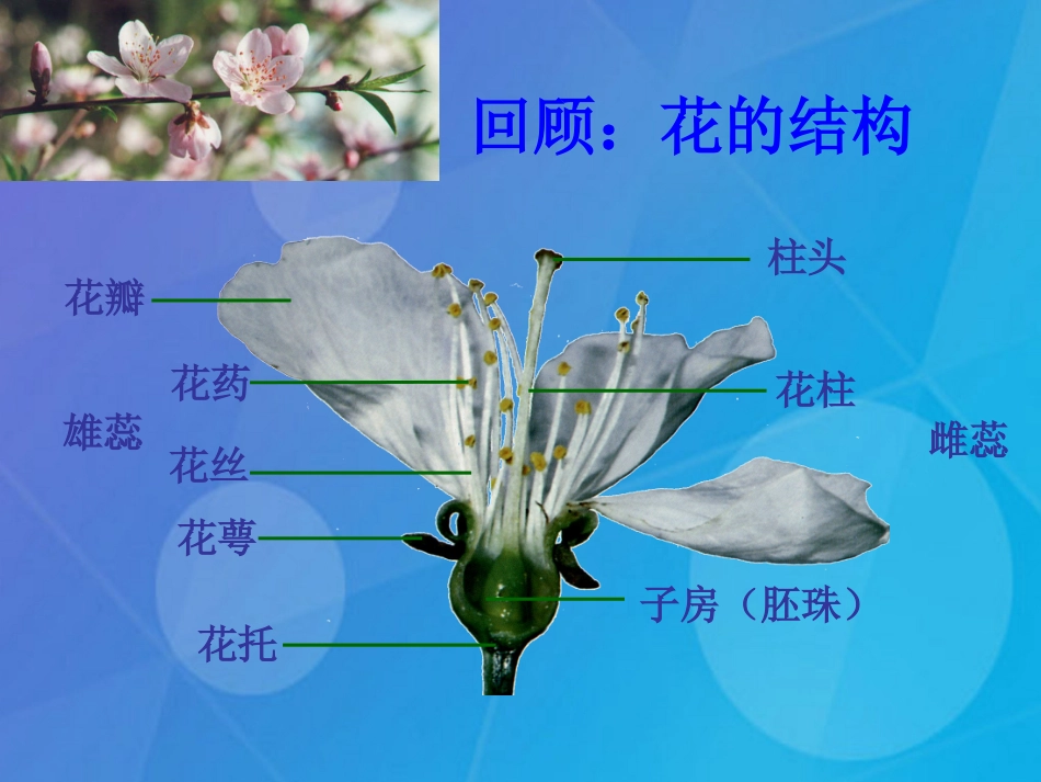 七年级科学下册 1.5《植物生殖方式的多样性》课件1 浙教版_第2页