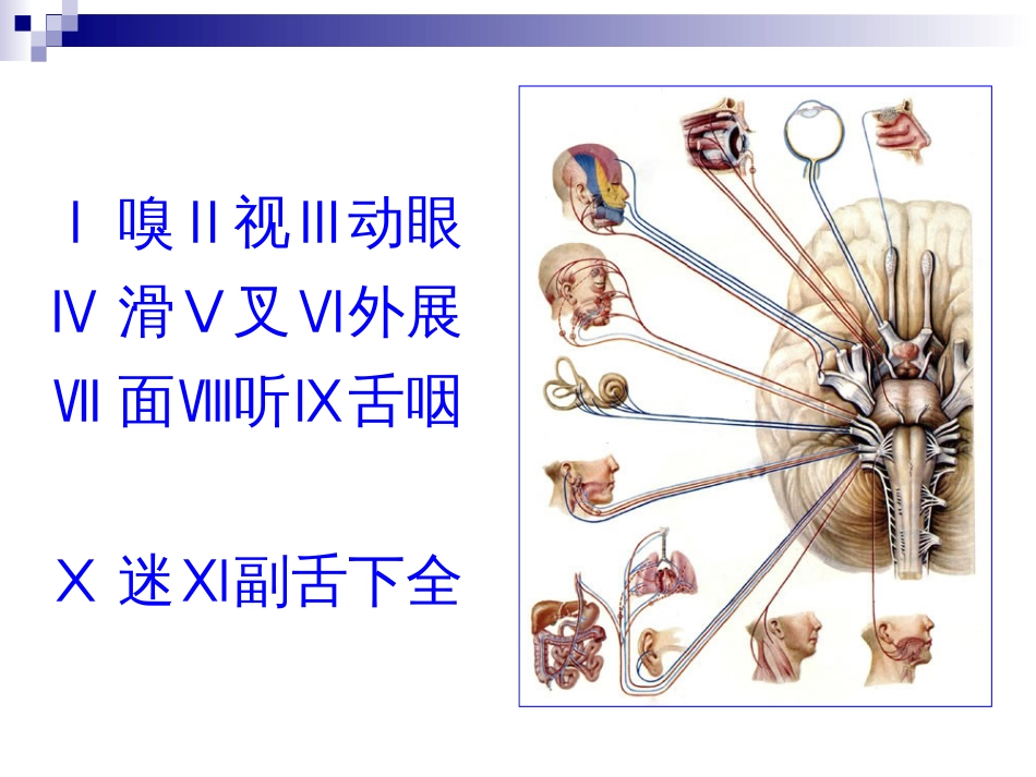 5.5 脑神经[共51页]_第2页