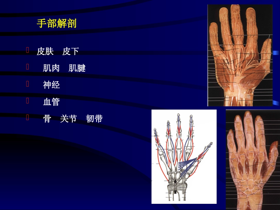 手外伤教学幻灯[共37页]_第2页